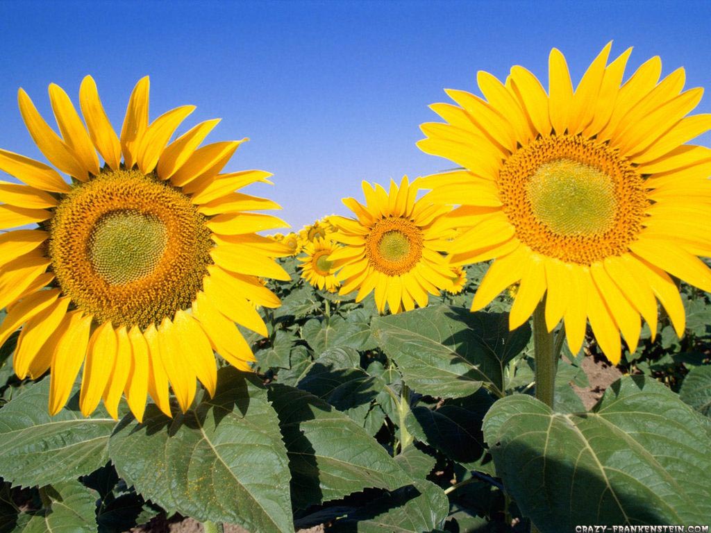 http://2.bp.blogspot.com/-FVZayNlqrfM/TjvDJ2Htj0I/AAAAAAAAAtU/xdQQkLwMNac/s1600/field-of-sunflowers-wallpaper.jpg