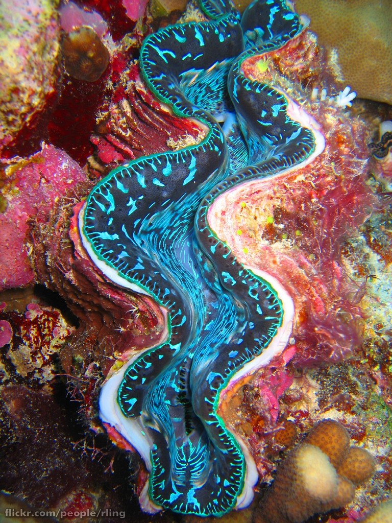 real monstrosities giant clam