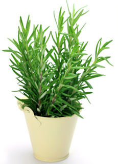 Rosemary