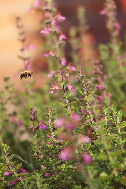 Hedge Germander | Teucrium x lucidrys Hedge Germander | Teucrium x lucidrys