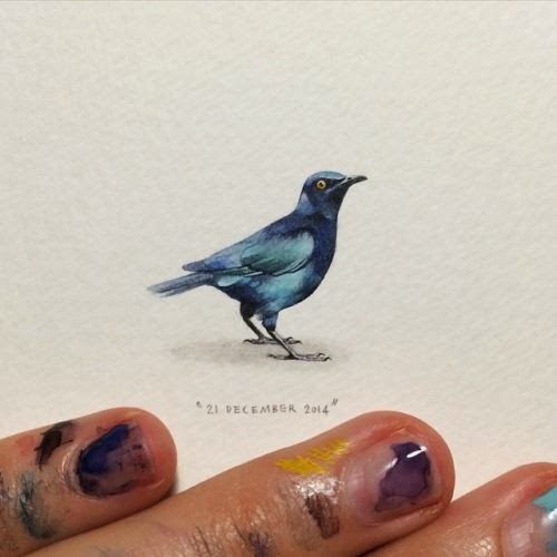18-Cape-Starling-Lorraine-Loots-Miniature-Paintings-Commemorating-Special-Occasions-www-designstack-co