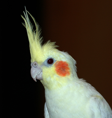 cockatiel bird cockatiels intelligence parrots blogthis email twitter