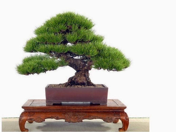 Jual Benih Biji Pinus Jepang Bonsai Import Budidaya Tanaman