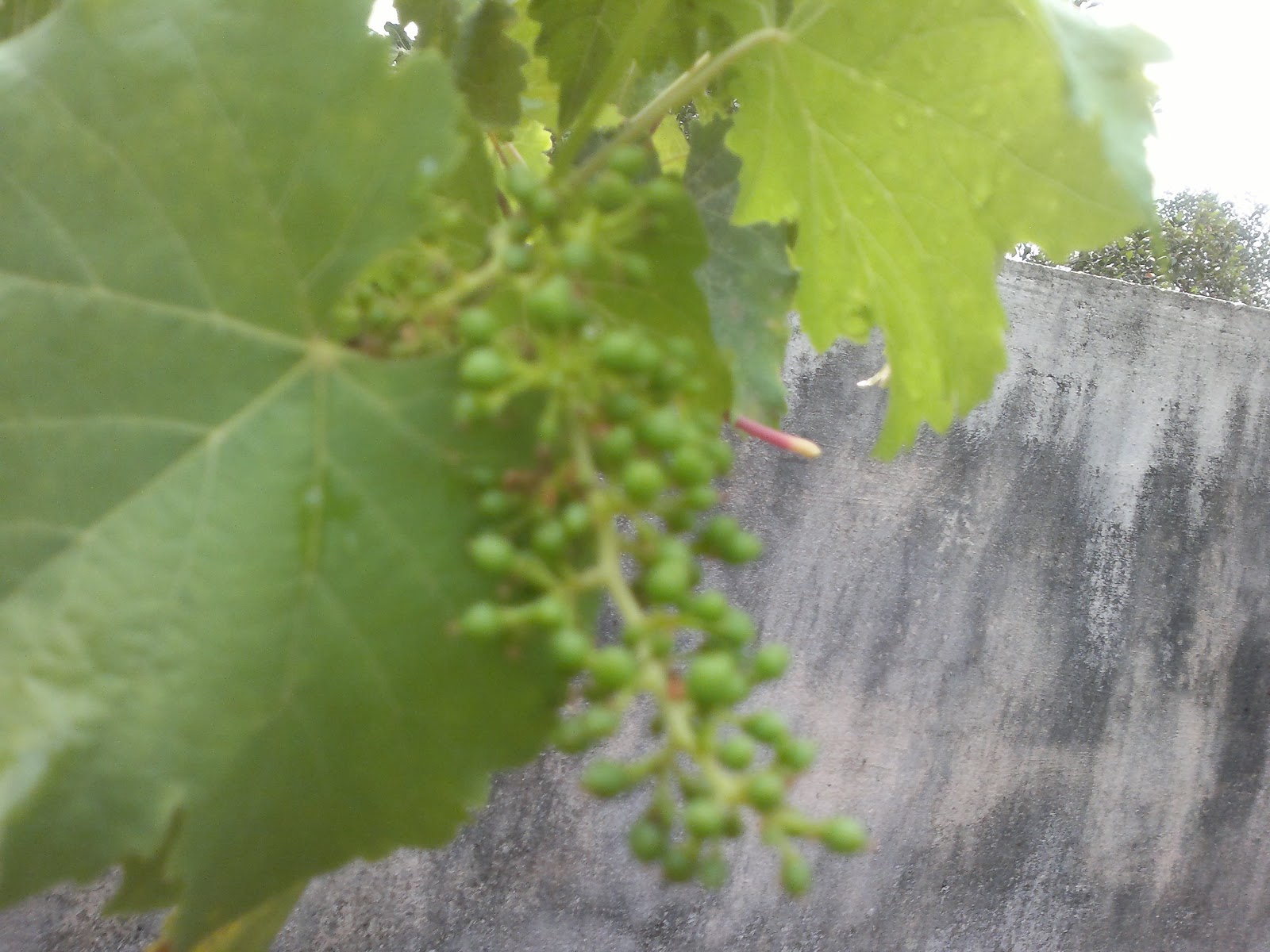 BLOGIPEADIKA GRAPE GARDENING AT TERRACE