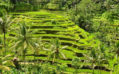 Rice Terrace Rice Terrace Tegallalang