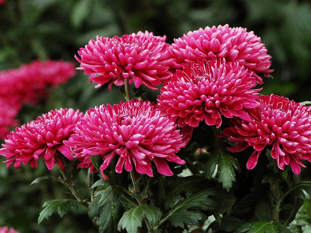 IMAGENS FATOS E FOTOS FLORES X FLORES + FLORES