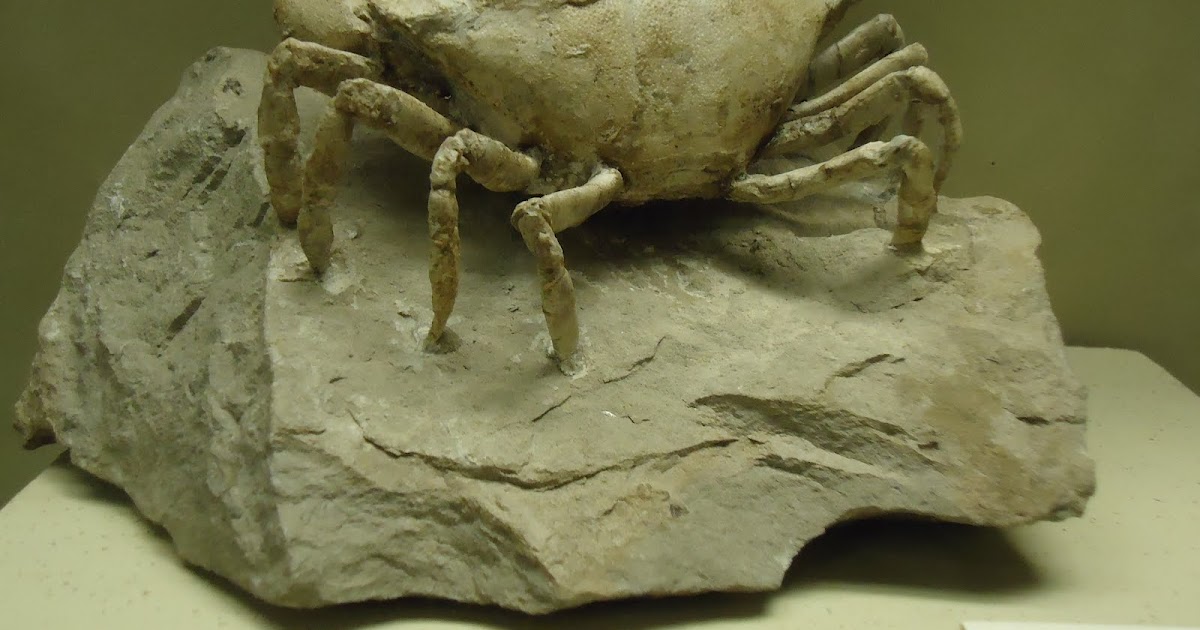 Fossils and the Flood Fossil Evidence Points to Recent Creation