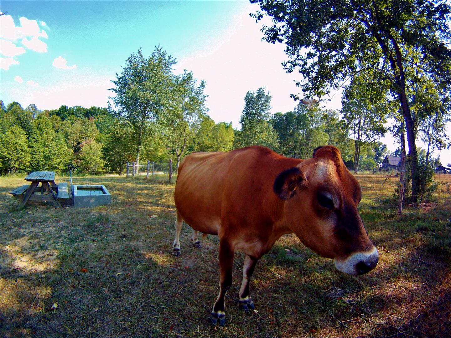 Countryside Food Rides Dumas Walker (Greensburg, KY)