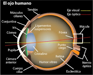 El ojo humano