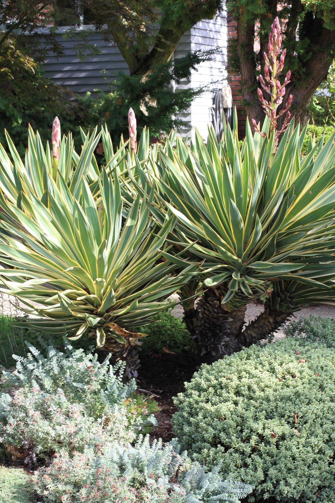 yucca gloriosa