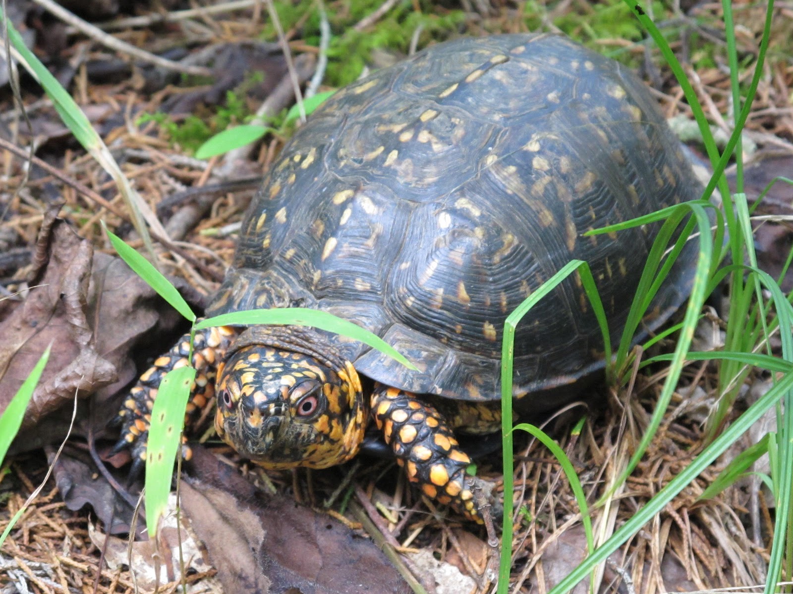 Blue Jay Barrens A Turtle's Mushroom Meal