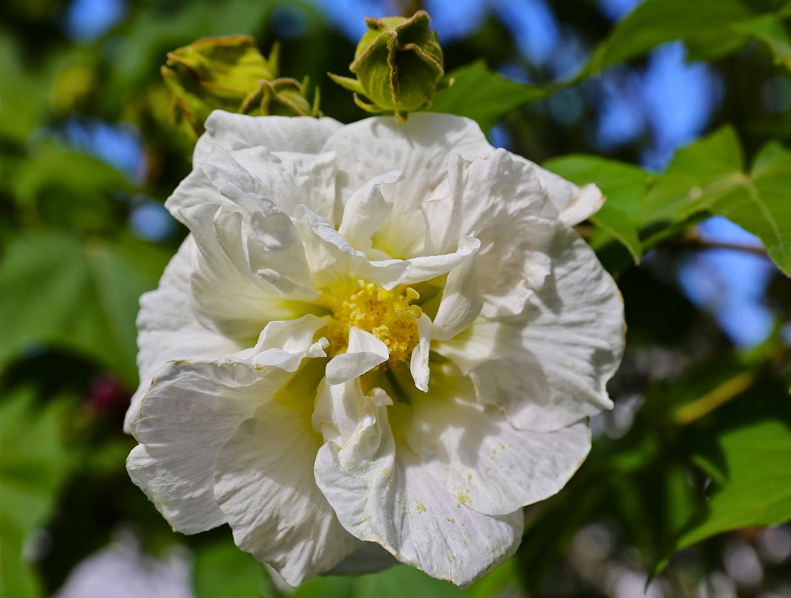 Sweet Southern Days Another Confederate Rose