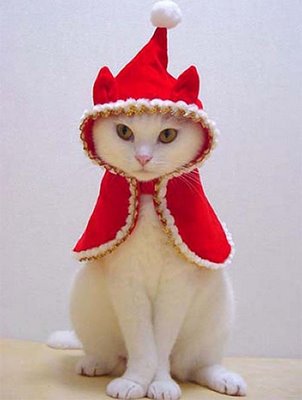 Chats de Nol. Cute+Christmas+Cat
