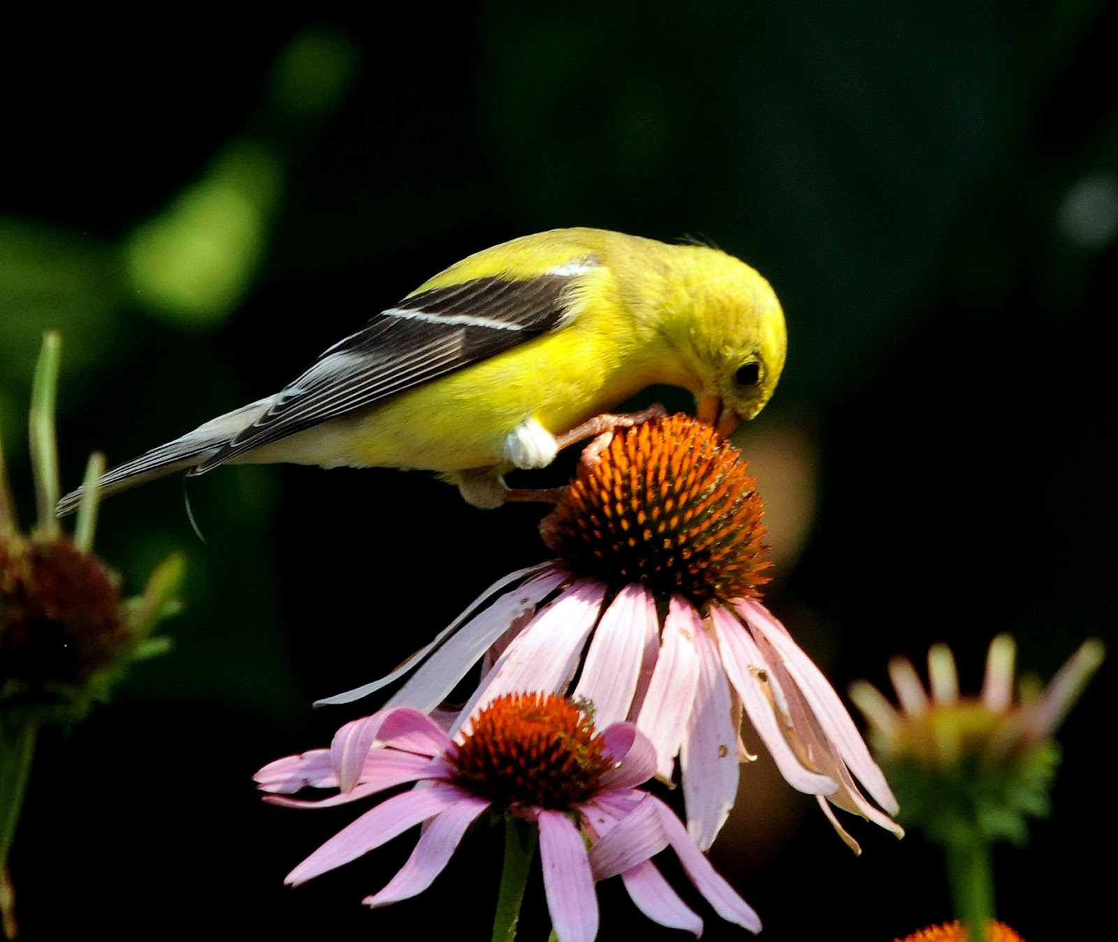 Walking In Beauty: Goldfinches in the Coneflowers