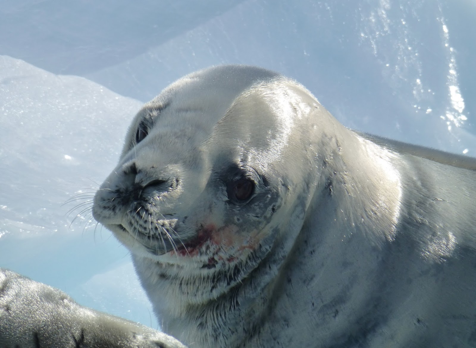 louiseinpanama a blubber of seals