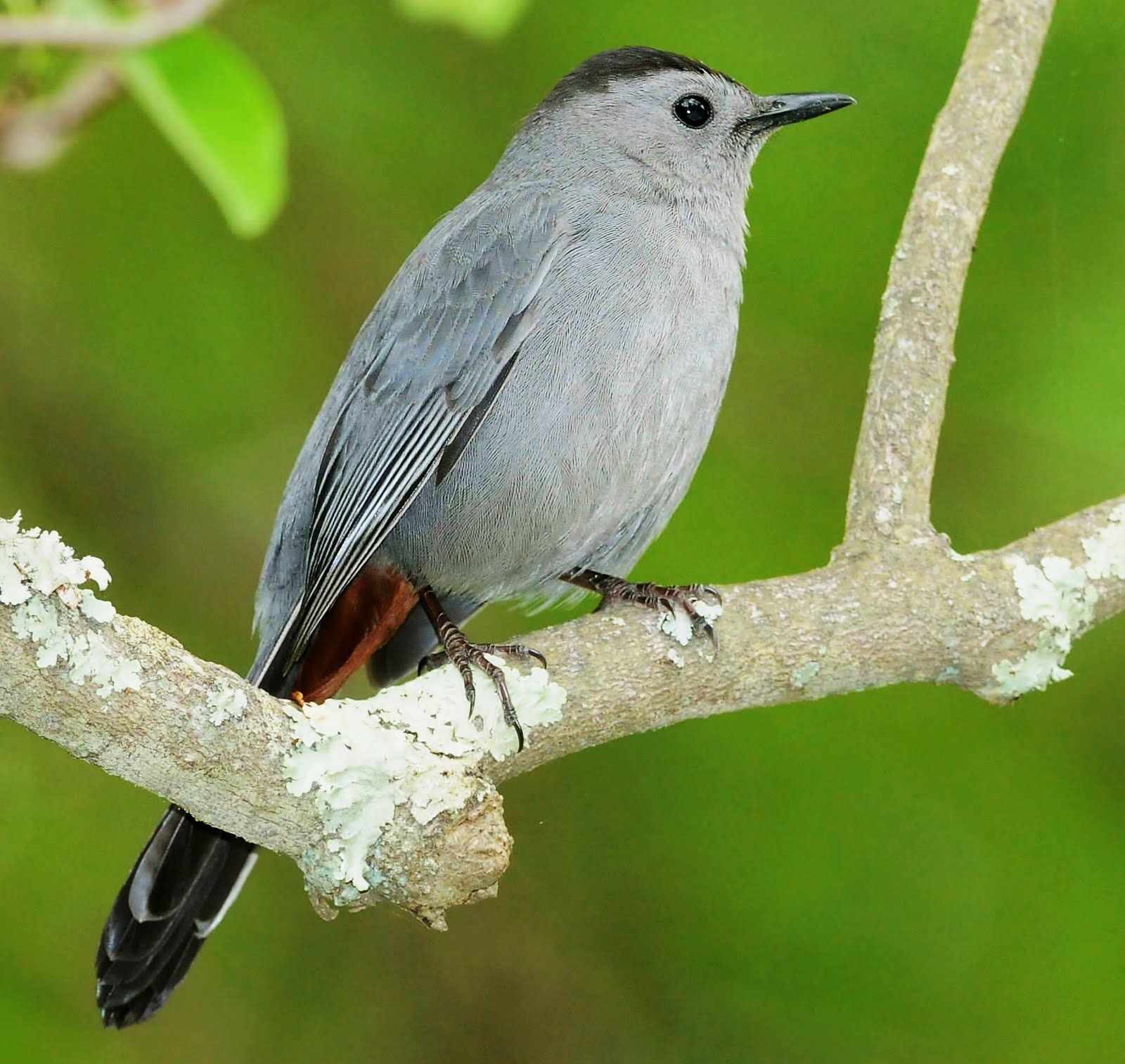 Birds of the World Grey catbird