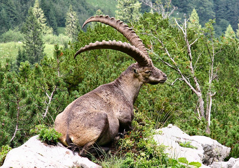 Características, alimentação, reprodução e distribuição da Cabra-montês (capra ibex)