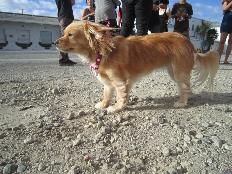 TheCrazyQtip Dog With Feathers In Its Hair