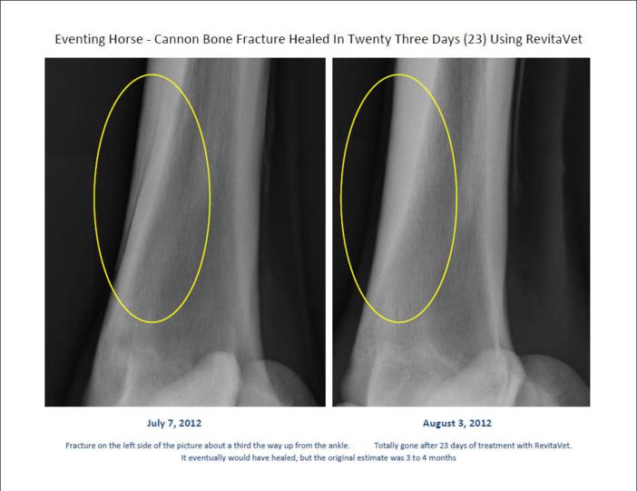 RevitaVet How Infrared Light Helps to Heal Fractures