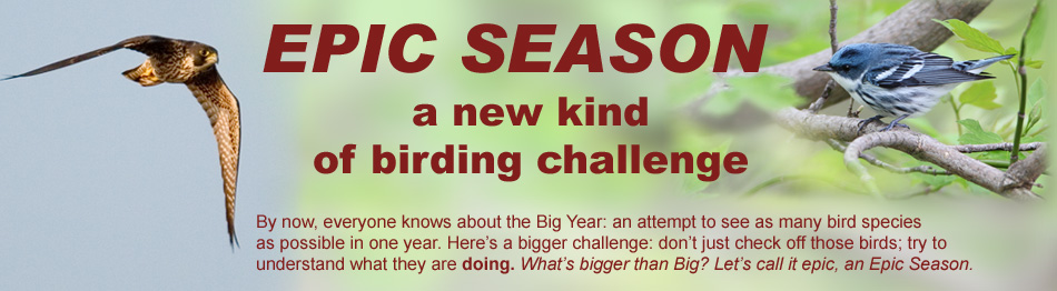 Epic Season: The New Birding Challenge