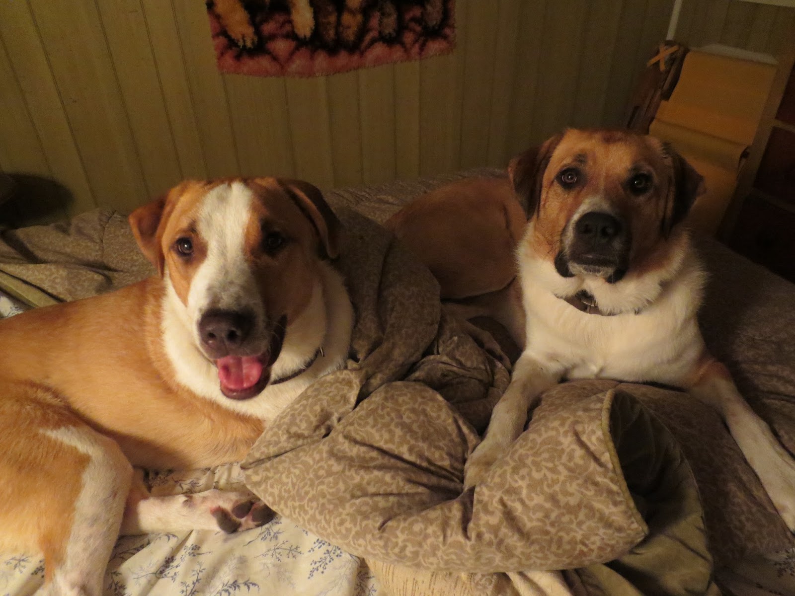 A dog named miniCooper » Blog Archive » Wordless Wednesday 3 bored