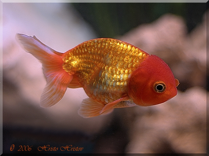 Goldfish technique dating