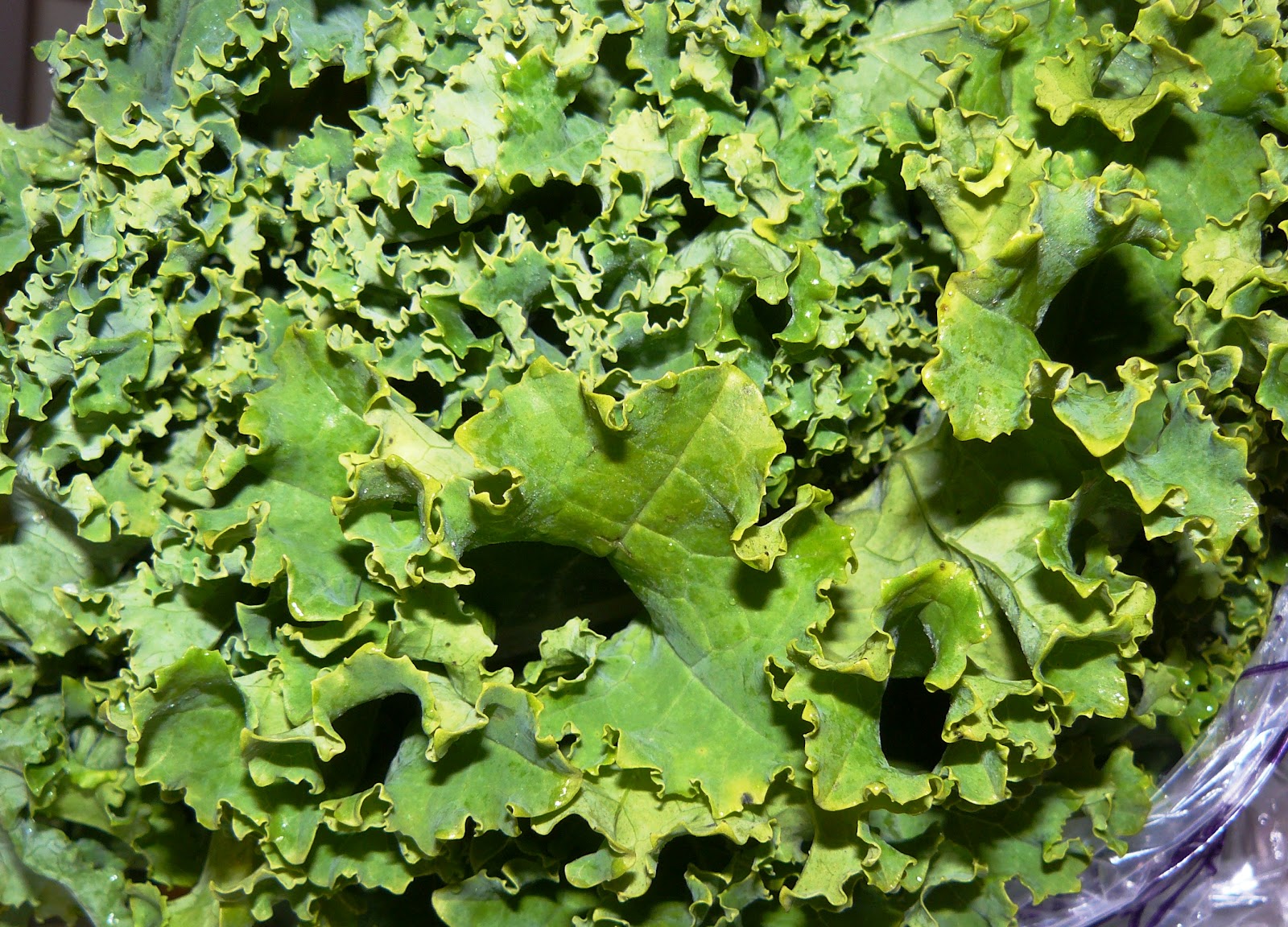 Living with Food Allergies & Restrictions Why Blog?