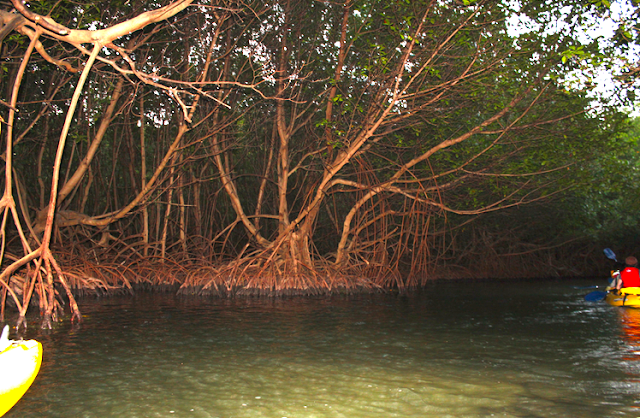 Puerto Rico Trip February 2013!: The Bioluminescent Bay at Puerto Rico Trip February 2013!: The Bioluminescent Bay at