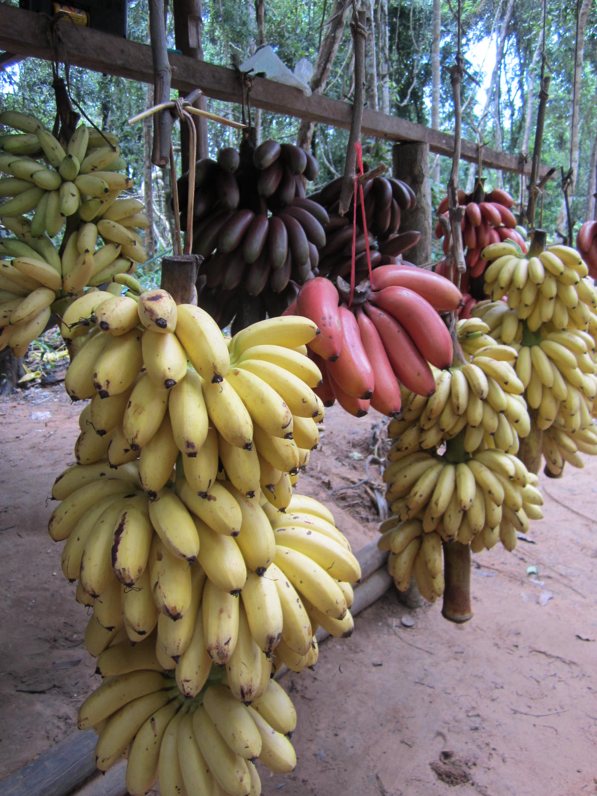 Cambodia Golden Bananas