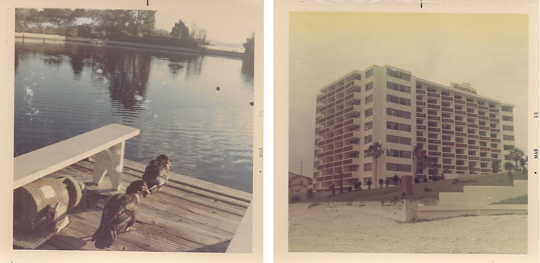 Ducks Have Their Own Hotel Room Florida Ducks Have Their Own Hotel Room Florida