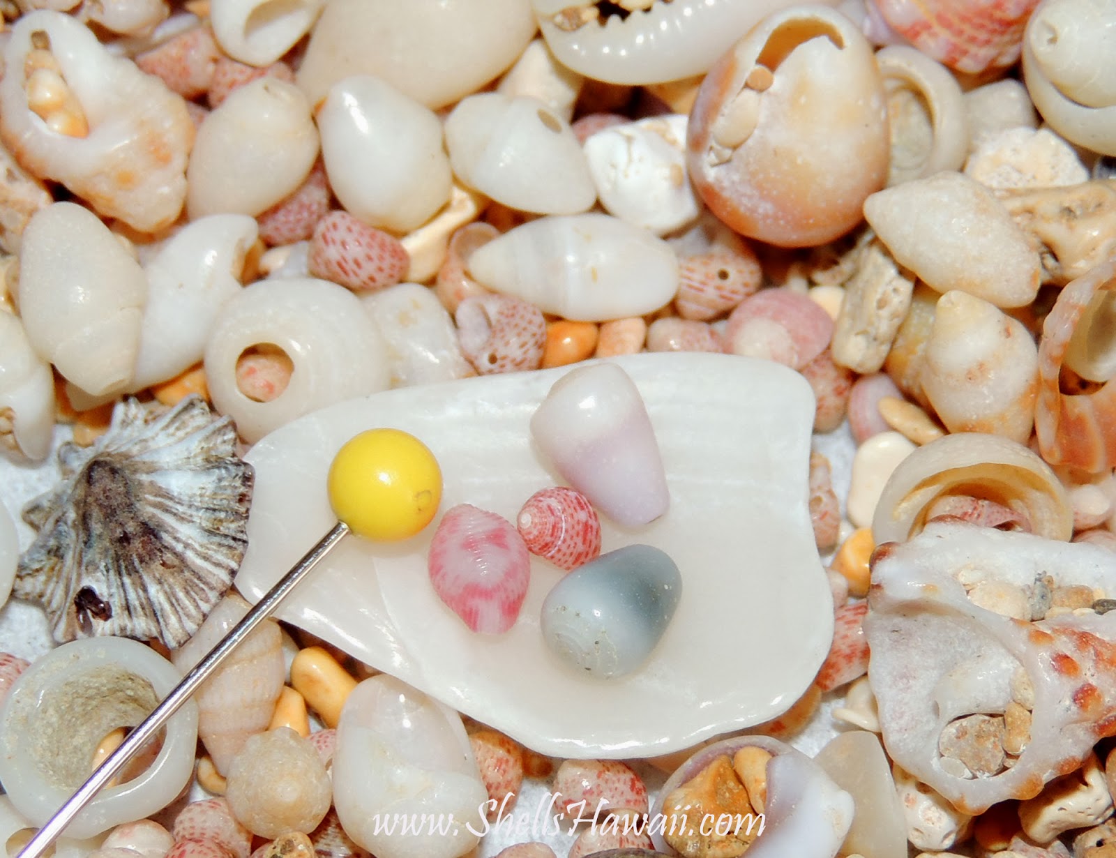 ShellsHawaiiby Janjira Hawaiian Seashells