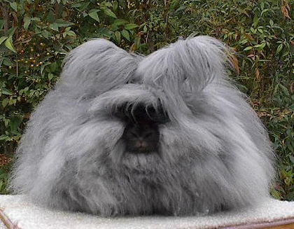 Angora Rabbit Hair Care