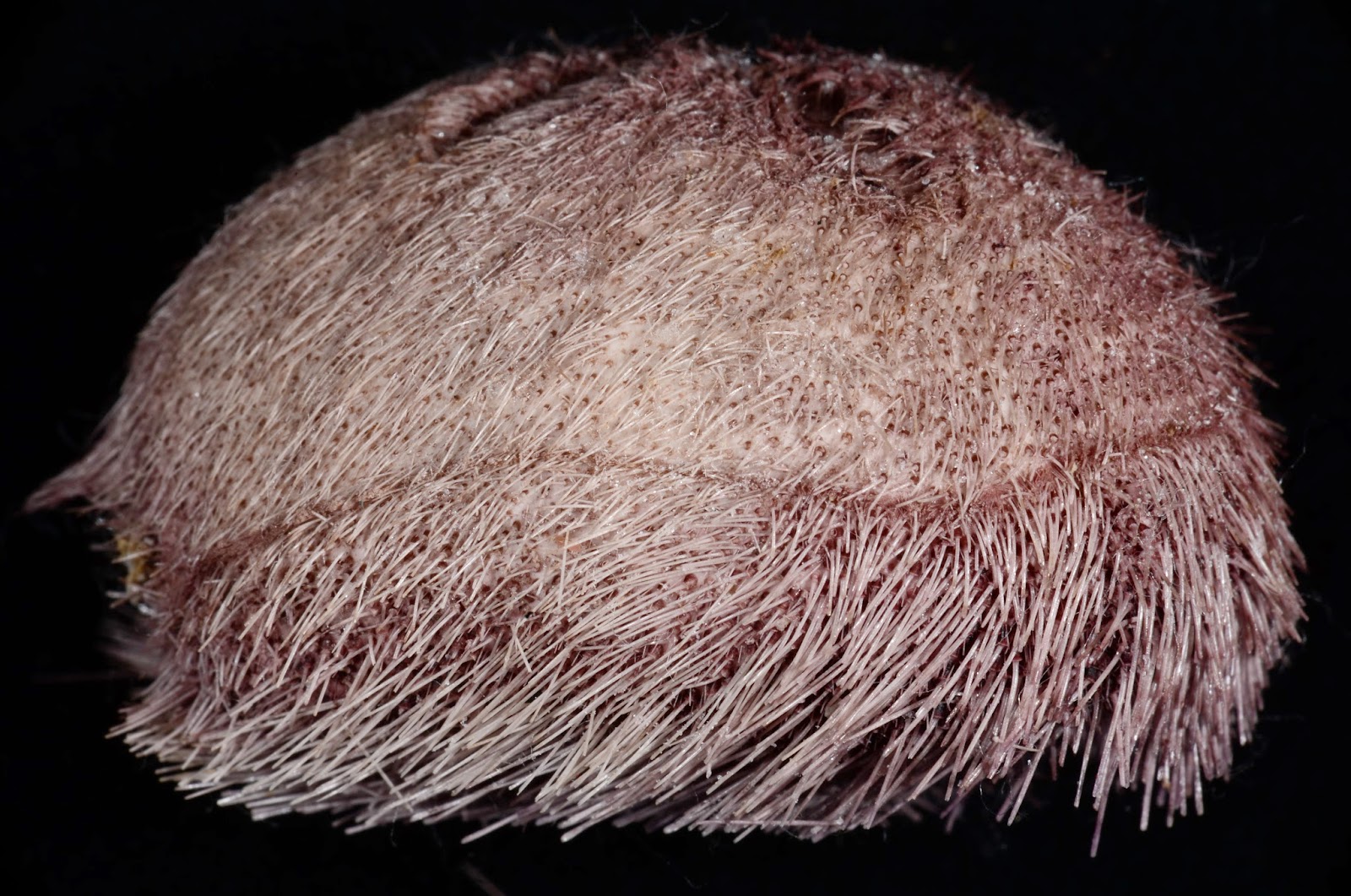 Pericosmus keiensis , Right Lateral view.