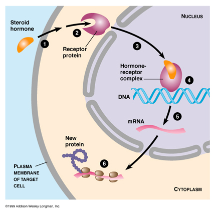 Using steroid cream for phimosis