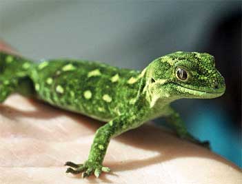 Green Gecko