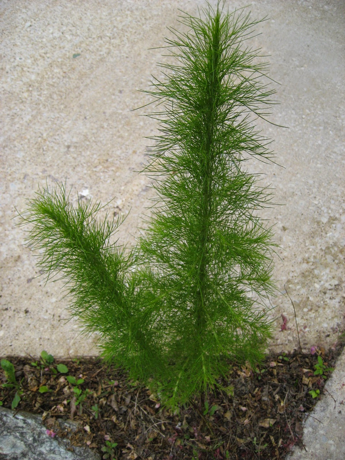 Discovering His Creation Dogfennel (Eupatorium capillifolium)