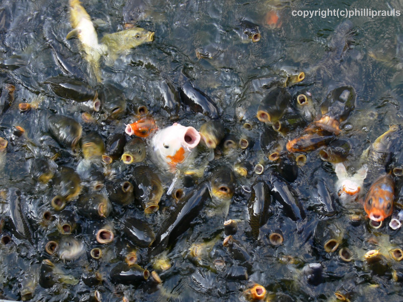 koi-pond-feeding.jpg