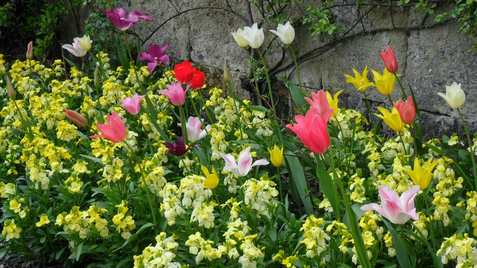 Worcester College Gardeners 20092018 Tulips And Wallflowers