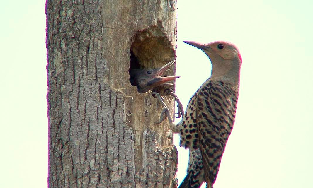 Tales From The Wilds Flickers and Other Cavity Nesting Birds at the