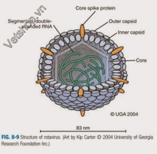 Hình 8: Cấu trúc của Rotavirus