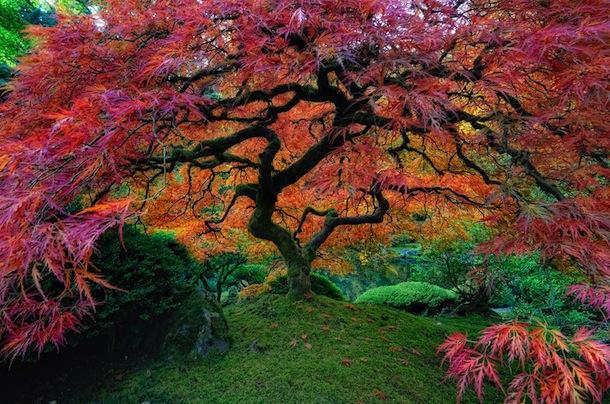 Colorful Tree