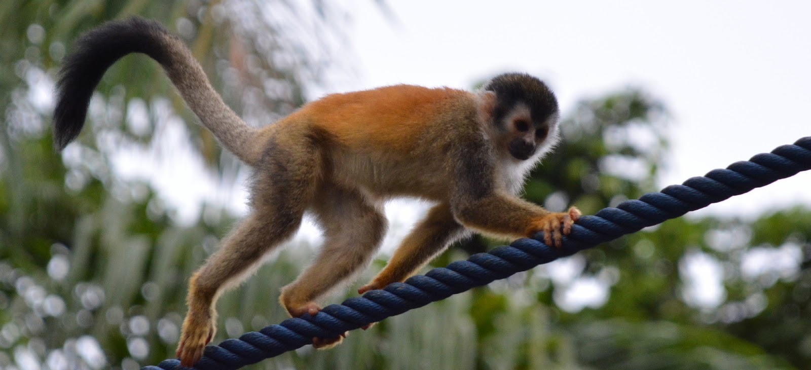 Trip Time Monkey Bridges near Manuel Antonio National Park, Costa Rica