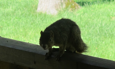 Squirrelsaurus Rex