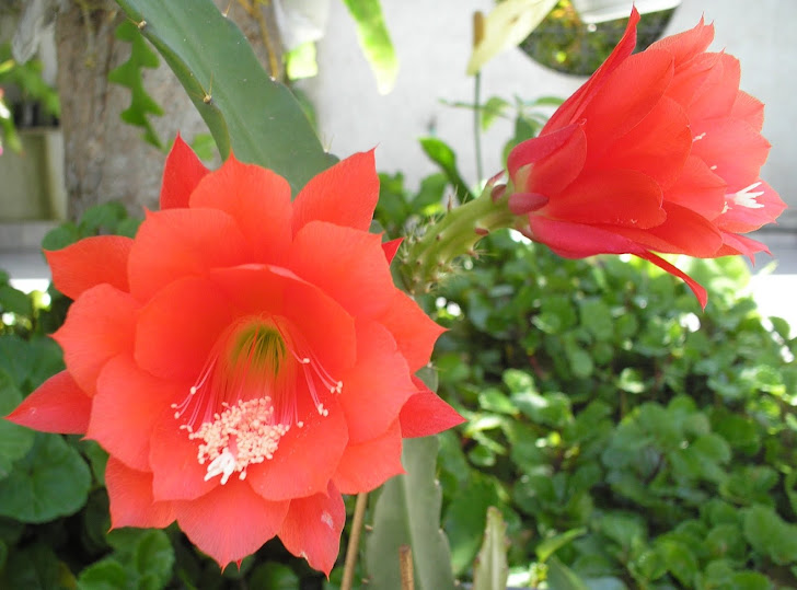 muda de cactus orquídea c/ flor vermelha