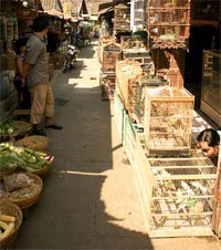 Bird Market