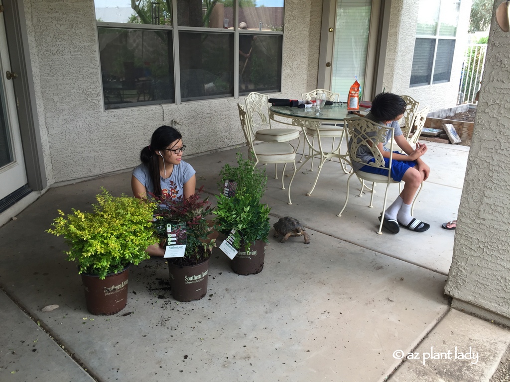 Ligustrum Sunshine Archives Ramblings From A Desert Garden