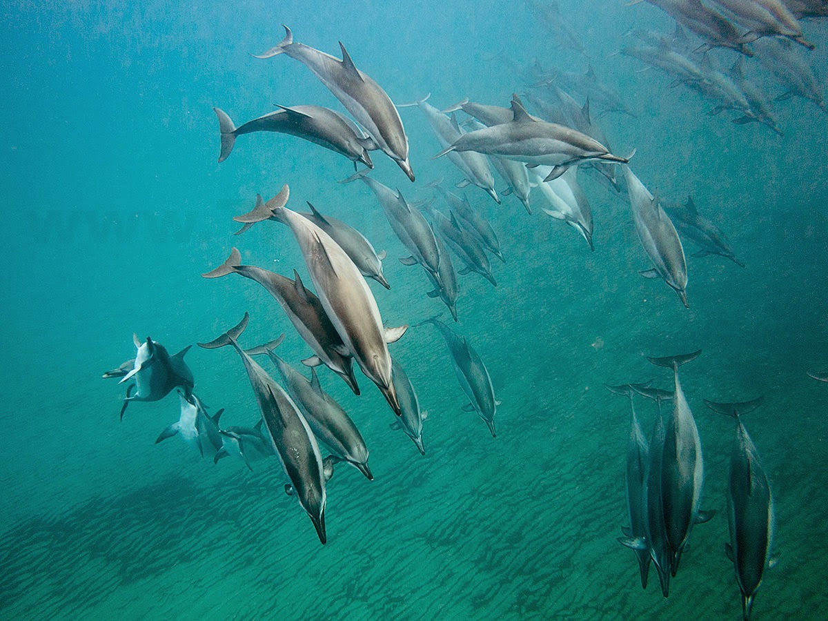 http://www.tropicallight.com/water/dolphins/21mar14dolphins/21mar14dolphins.html