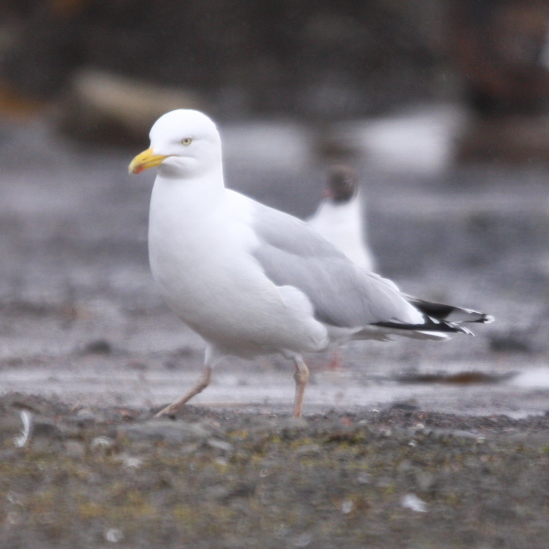 Yellowishlegged Herring Gull