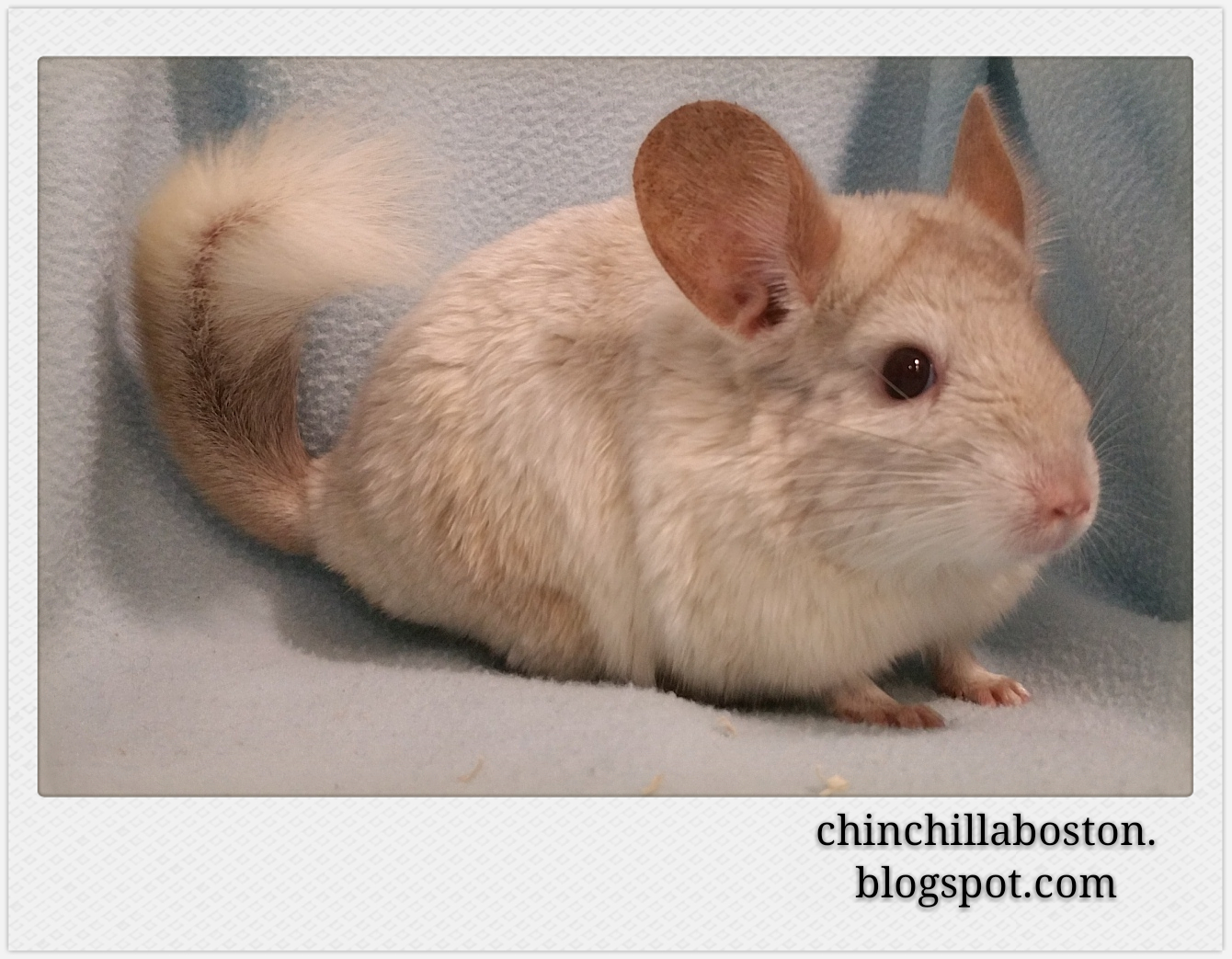 Chinchilla Boston Adopted (Lychee)