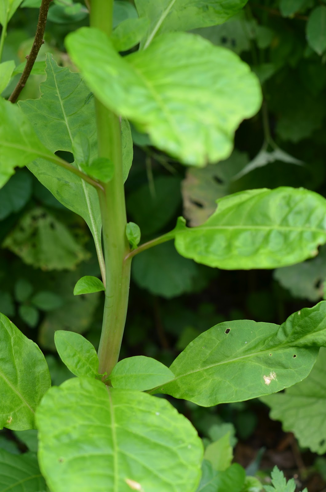 Three Dogs In A Garden 10 Favourite Shrubs